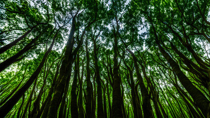 Obraz premium Nature's wisdom! Ancient trees share secrets in the wind