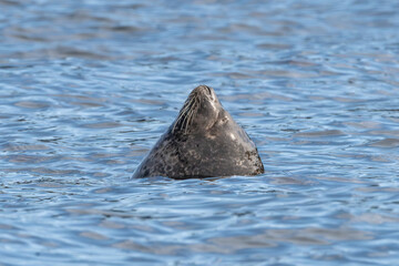 Harbor (or harbour) seal, common seal  - Phoca vitulina emerging from water. Photo from Snaefellsnes Penisula in Iceland. © PIOTR