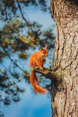 squirrel on a tree