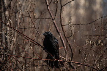 raven on a fence