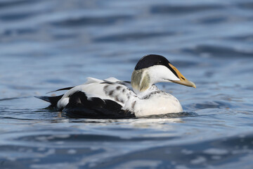 Common eider, St. Cuthbert's duck, Cuddy's duck - Somateria mollissima male swimming in blue sea. Photo from Snaefellsnes Penisula in Iceland.