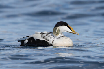 Common eider, St. Cuthbert's duck, Cuddy's duck - Somateria mollissima male swimming in blue sea. Photo from Snaefellsnes Penisula in Iceland.