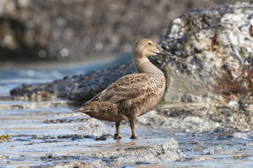 Common eider, St. Cuthbert's duck, Cuddy's duck - Somateria mollissima female on rocks. Photo from Snaefellsnes Penisula in Iceland.
