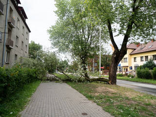 A broken branch on the sidewalk, broken off after a storm 