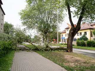 Une branche cassée sur le trottoir, cassée après une tempête 