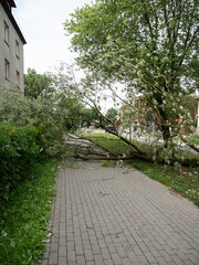Una rama rota en la acera, desprendida después de una tormenta 