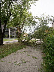 Un ramo spezzato sul marciapiede, spezzato dopo un temporale 