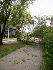 Une branche cassée sur le trottoir, cassée après une tempête 