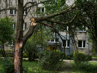 Fototapeta premium Branche cassée dans le parc, dégâts causés par la tempête 