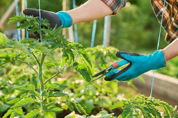 Close-up of tomato plant and hands with pruning shears shaping plant