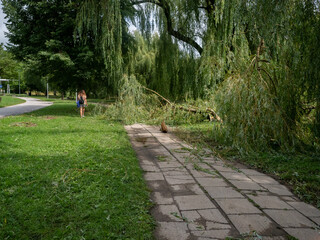 Un arbre tomb&eacute; sur le trottoir apr&egrave;s une temp&ecirc;te