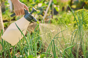 Close-up gardener hands with sprayer, spraying onion plants on wooden raised bed box