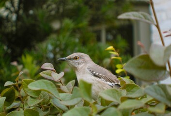 Bird in bush