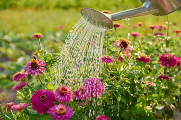 Close-up of watering can in hands watering zinnia flowers in summer garden