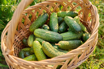 Close up cucumber harvest in basket, summer sunny sunset evening outdoor