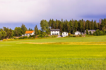 Beautiful view of agricultural fields planted with rye and wheat, with villas on edge of fields near pine forest. Sweden.