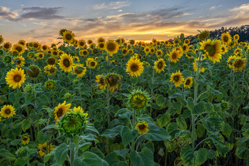 Sonnenblumenfeld bei Sonnenuntergang
