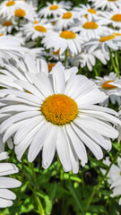 a daisy in close-up surrounded by a large number of other daisies