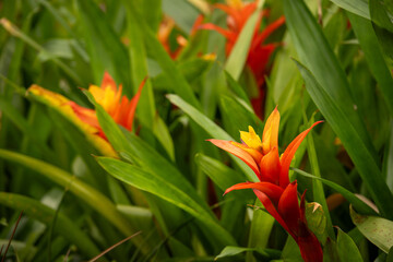 Obraz premium Beautiful red-orange bromeliad flower and green leaves.