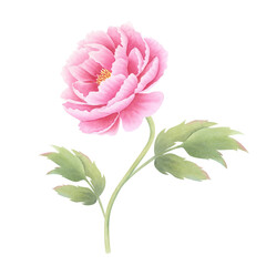 Pink peony flower with leaves isolated on white background. Hand drawn watercolor botanical illustration. Clipart for design, cards, invitations, congratulations, packaging, printing, advertising.
