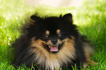 Portrait of a beautiful smiling Spitz lying on the grass. Close-up. Looking into the camera