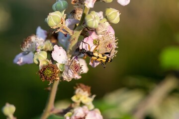Macro shot of a spotted longhorn (rutpela maculata) beetle