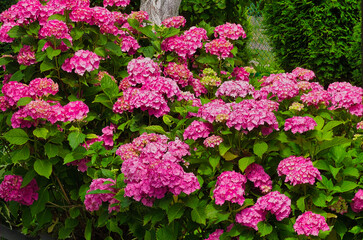 large bush of blooming hydrangea flowers in the garden