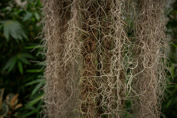 The gray part of the seeding tilansia plant.
