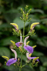 Beautiful purple flowers on a stem.