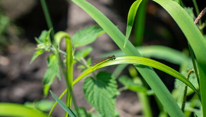 Close up of a green leaf with a small caterpillar on it against a blurred background