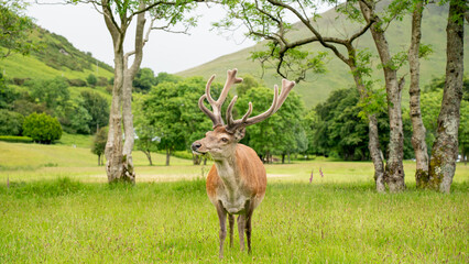 Deer with antlers standing in a grassy field with trees and a hill in the background