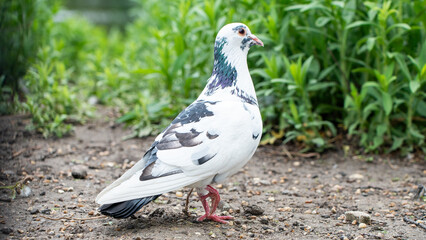 Pigeon with white plumage and black spots standing on the ground with vegetation in the background