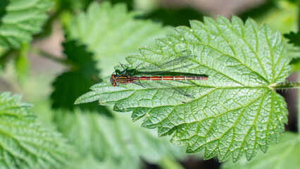 Red and black dragonfly perched on a green leaf in a lush natural setting