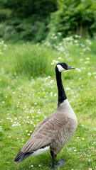 Obraz premium Canada goose standing in a grassy field with wildflowers and green foliage