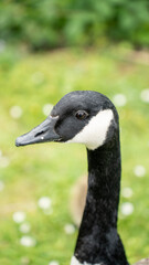 Close up of a Canada goose in a grassy field with white flowers and green foliage