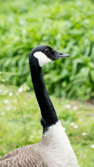 Canada goose with black neck and white cheek patches standing in a grassy field