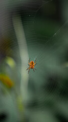 Orange spider on a web with a blurred green background