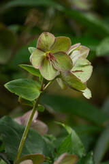 Green hellebore flowers outdoors in detail.
