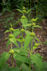 Flowers of the Sapa russelion plant.