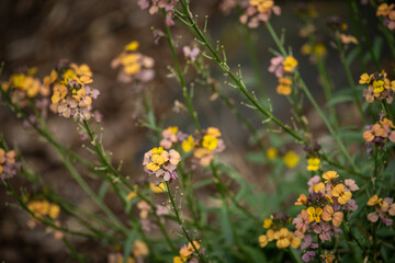 Flowers of the Trizel plant on a stem.