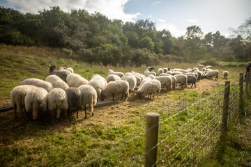troupeau de moutons dans un champ