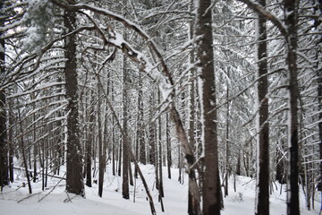 trees in winter