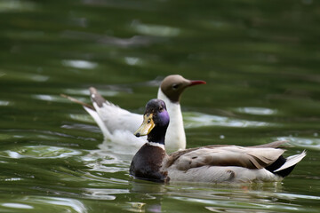 duck on the lake