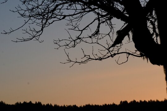 silhouette of a tree in the sunset - Powered by Adobe
