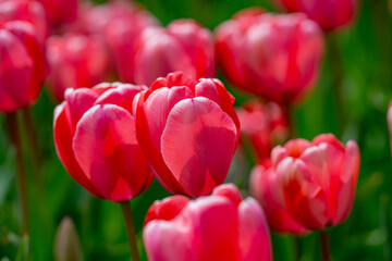 Red Tulips. Amazing bright Crimson Scarlet tulip flowers blooming in the garden at sunny spring day. Red Maroon, Ruby tulips in the park. Spring landscape. Field of tulips. Spring flowers.