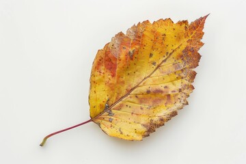 Autumn leaf, herbarium, islated on a white background, fall nature, orange leaves.