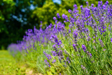Fototapeta premium beautiful lavender field in full bloom during summer