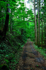 Obraz premium 道志山塊 内野から平尾山への道 内野－平尾山コース 