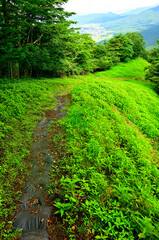道志山塊の石割山　夏草生い茂る石割山北東尾根の登山道
