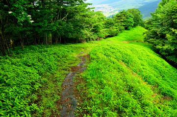 道志山塊の石割山　夏草生い茂る石割山北東尾根の登山道
